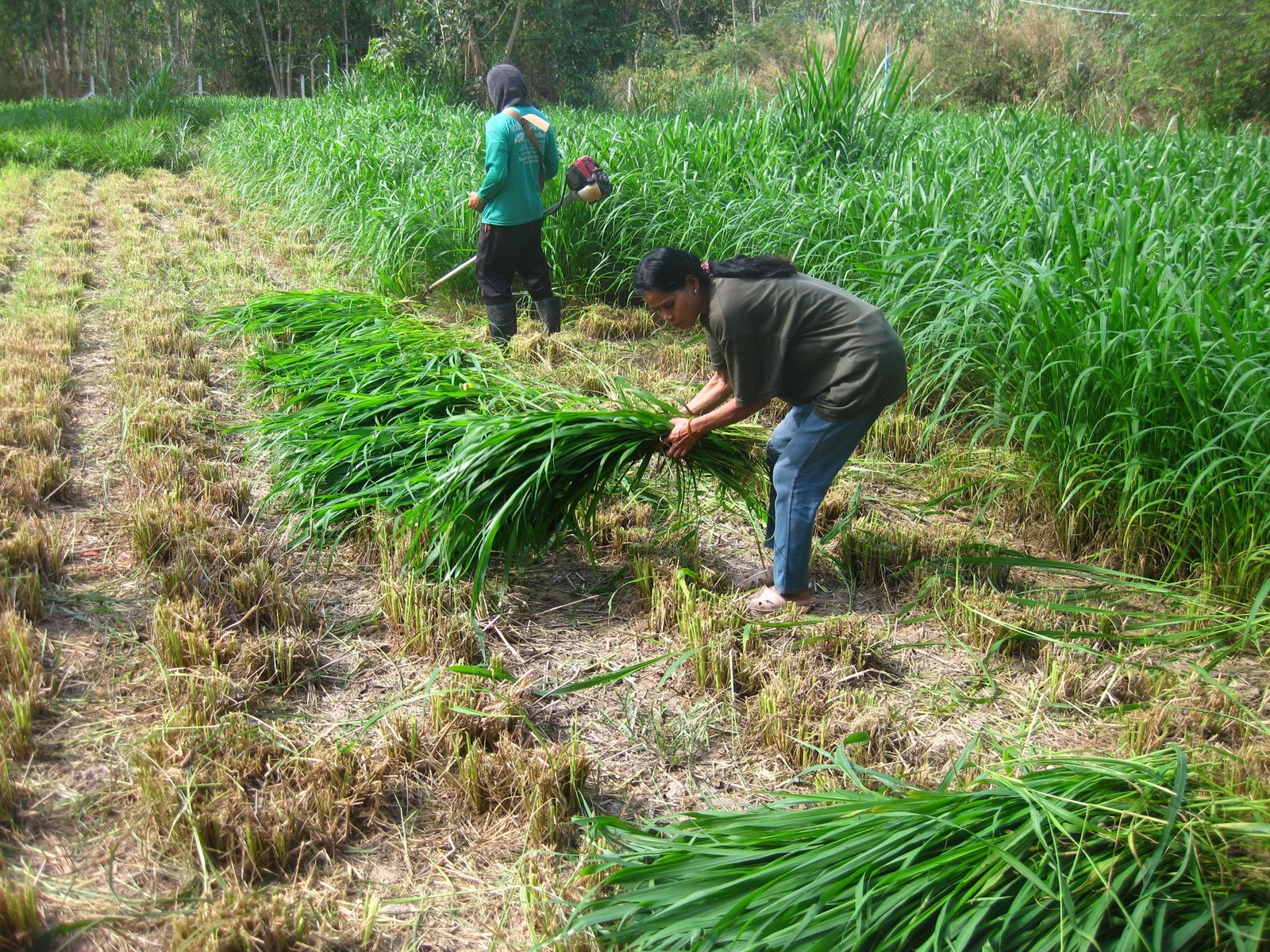 Mombasa Guinea Ubon Forage Seeds