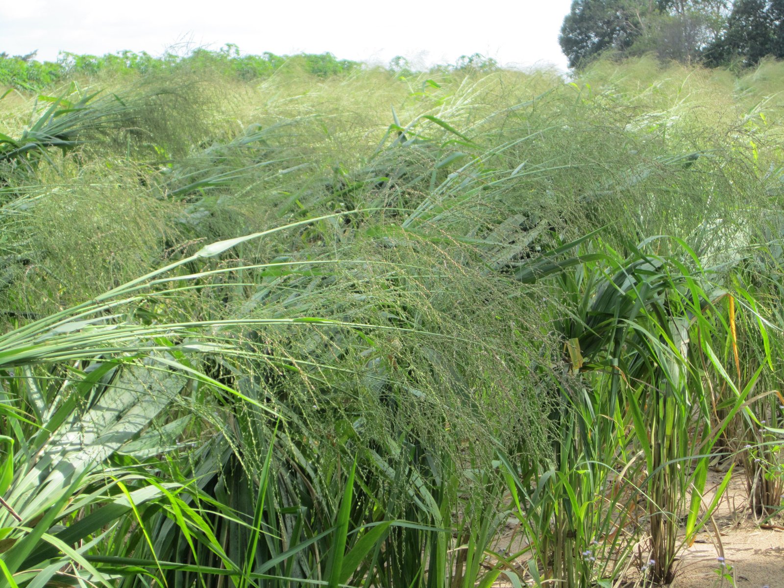 Mombasa Guinea Ubon Forage Seeds