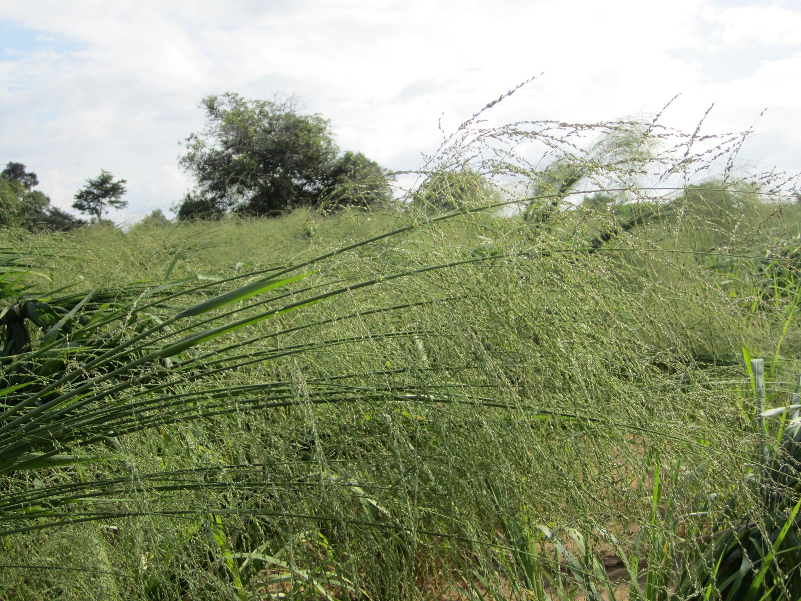 Mombasa Guinea Ubon Forage Seeds