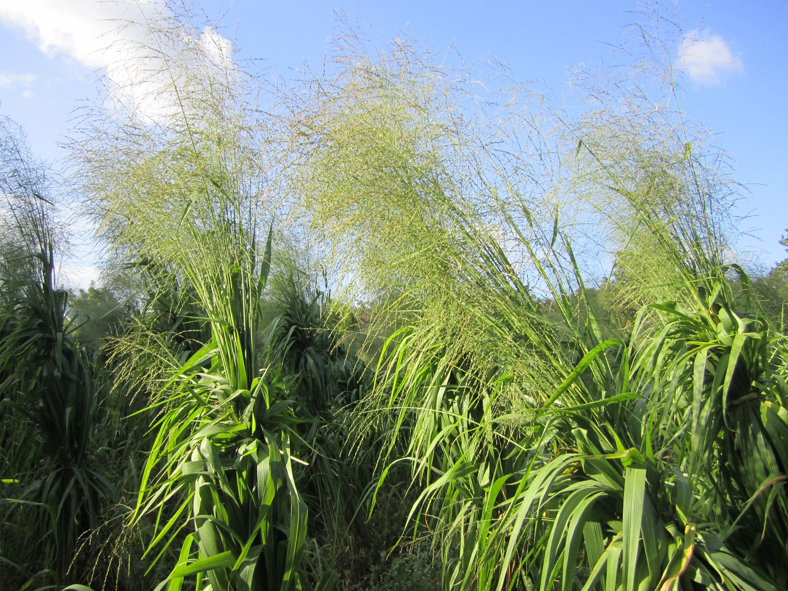 Mombasa Guinea Ubon Forage Seeds