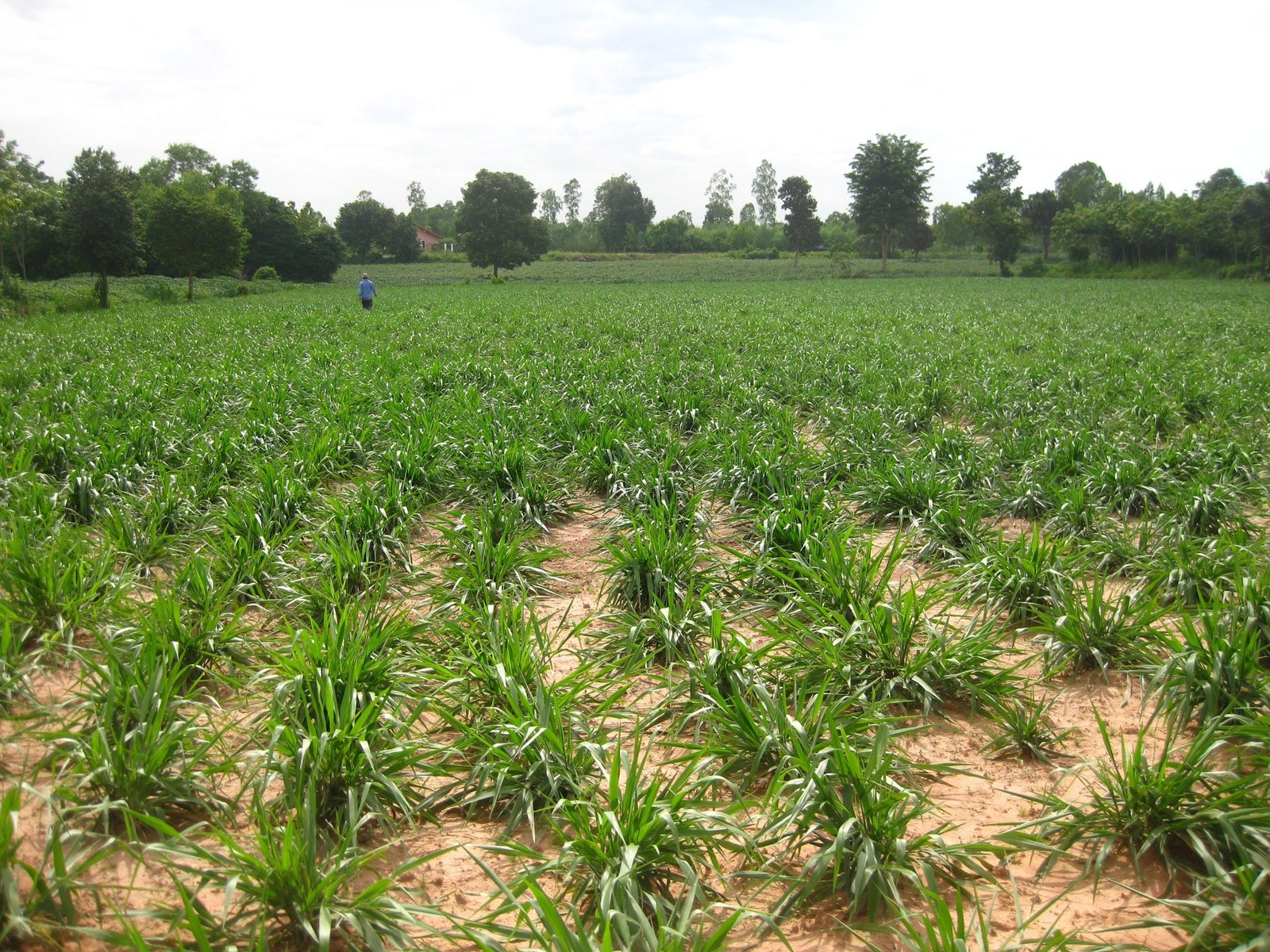 Mulato II Ubon Forage Seeds