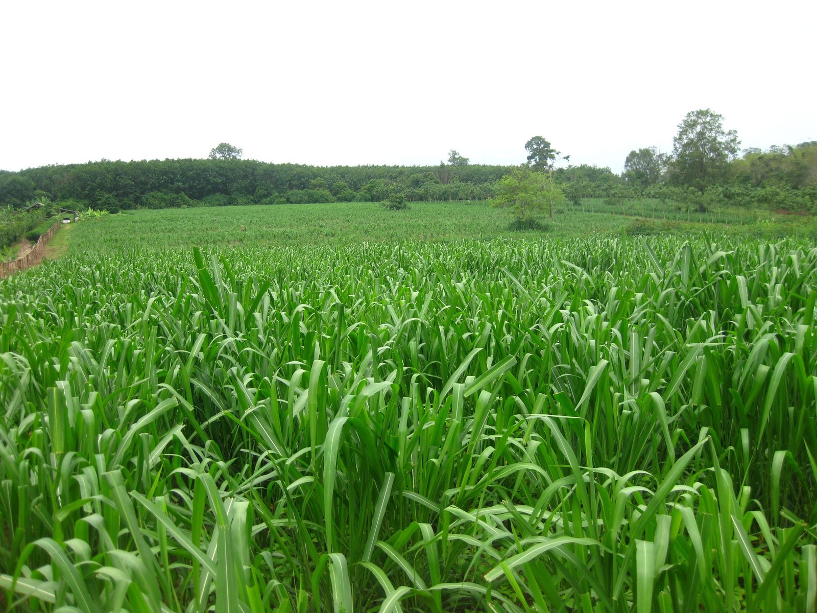 Mombasa Guinea Ubon Forage Seeds, 44 OFF