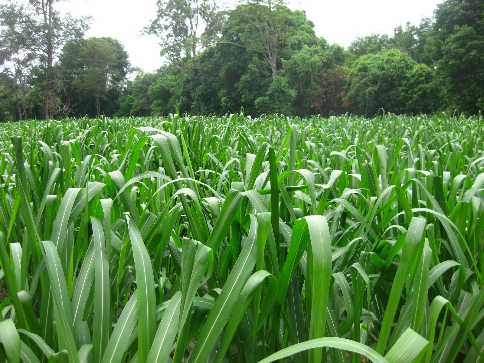 Mombasa Guinea Ubon Forage Seeds