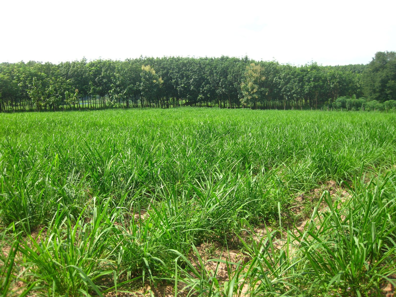 Mombasa Guinea Ubon Forage Seeds