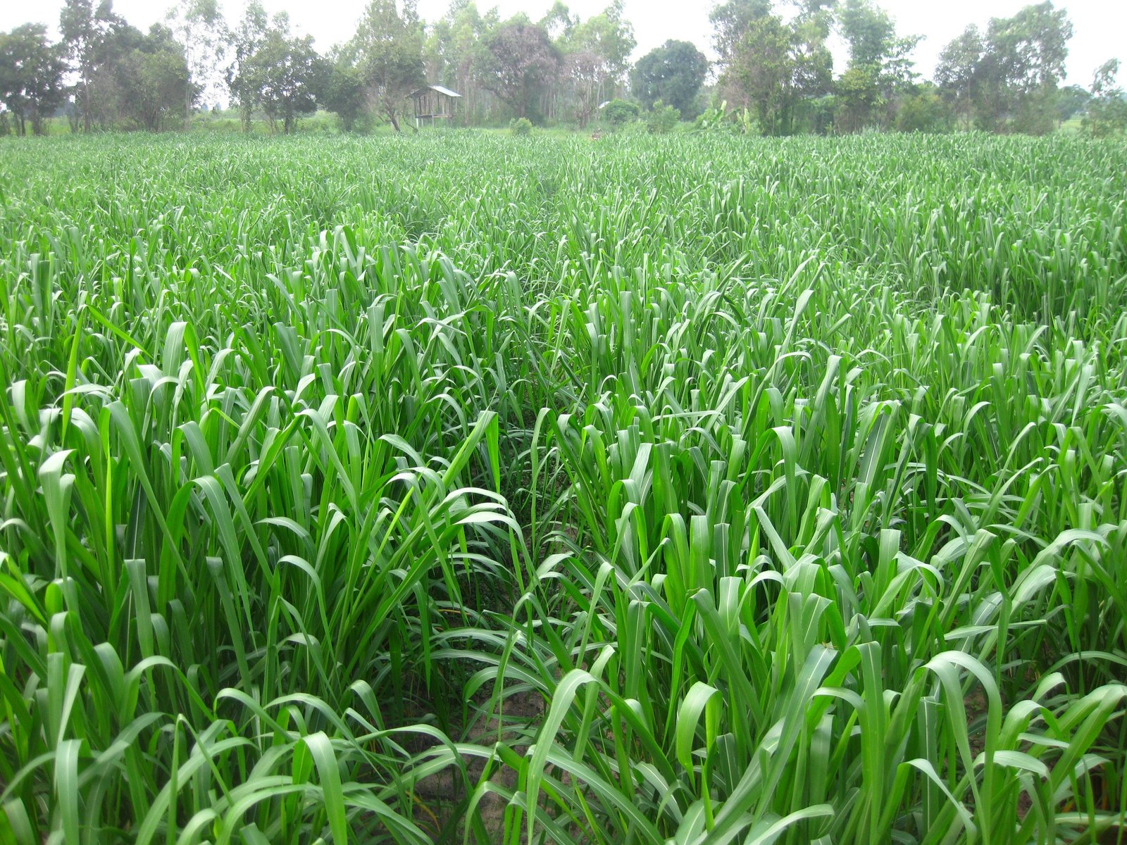 Mombasa Guinea Ubon Forage Seeds