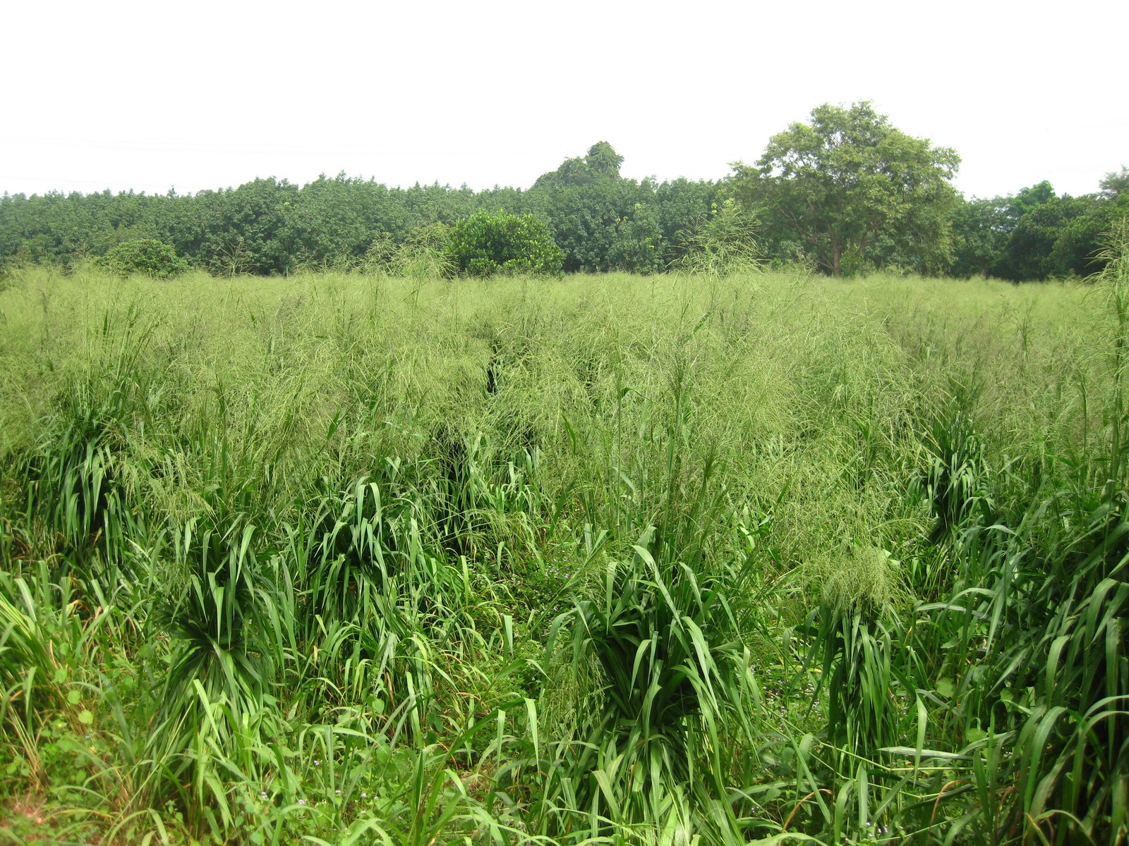 Mombasa Guinea Ubon Forage Seeds