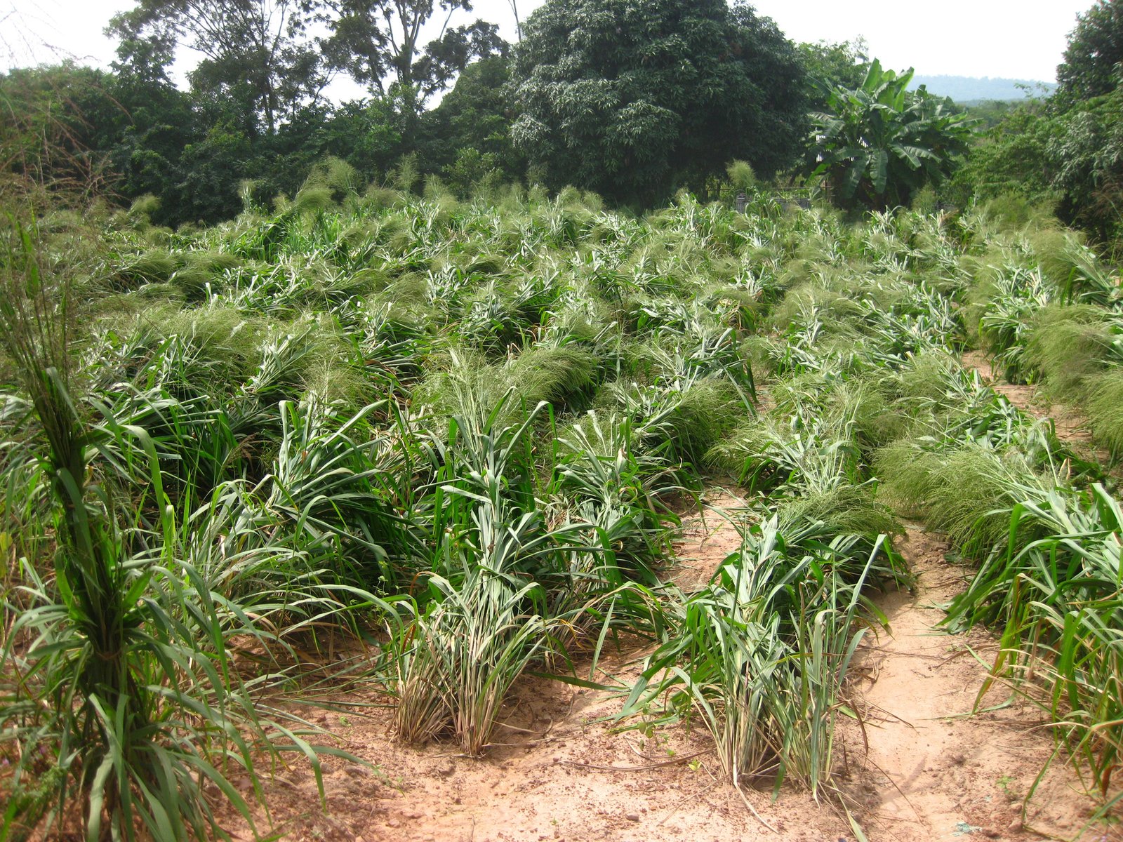 Mombasa Guinea Ubon Forage Seeds