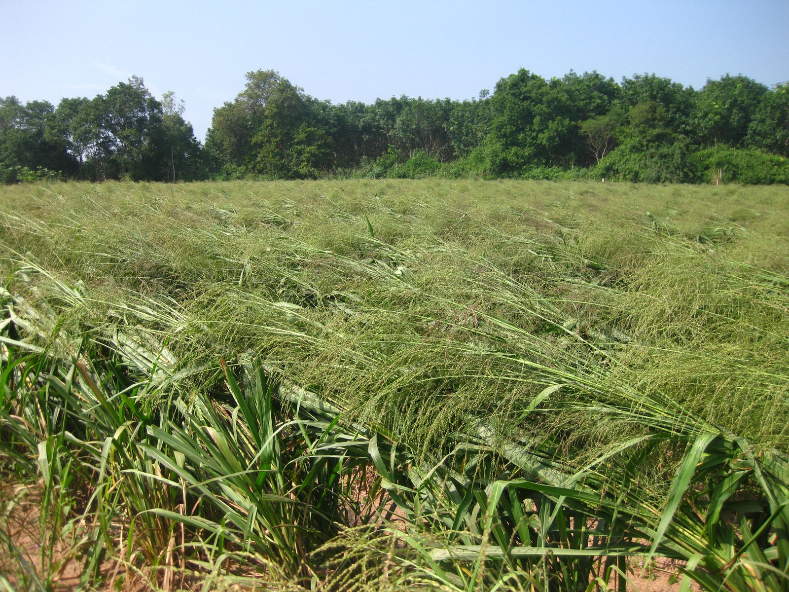 Tanzania Guinea Ubon Forage Seeds