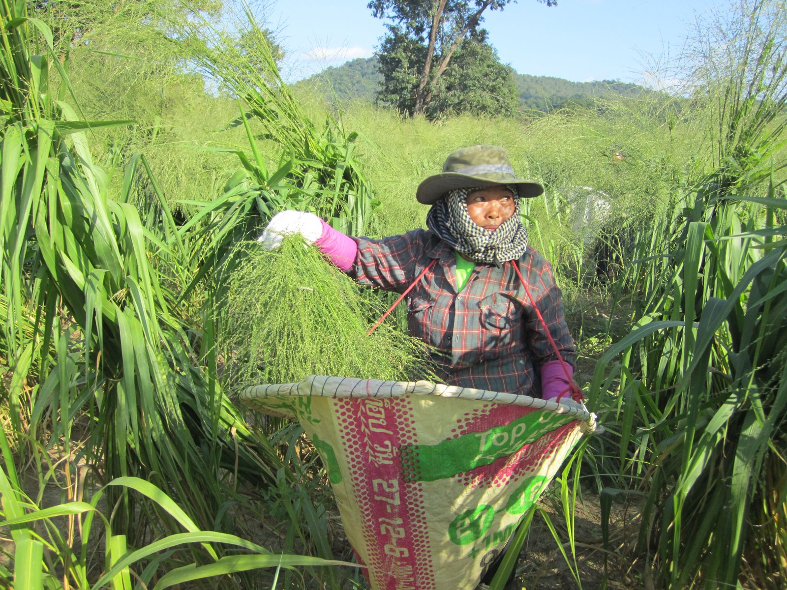 Mombasa Guinea Ubon Forage Seeds