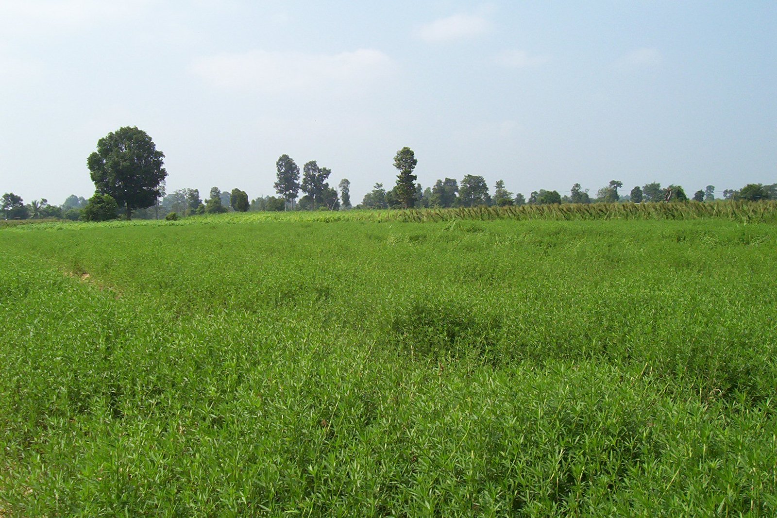 Tropical forage legume and tropical pasture legume species Ubon
