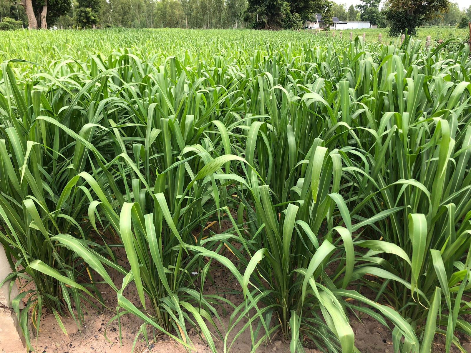 Tropical forage grass and tropical pasture grass species Ubon Forage